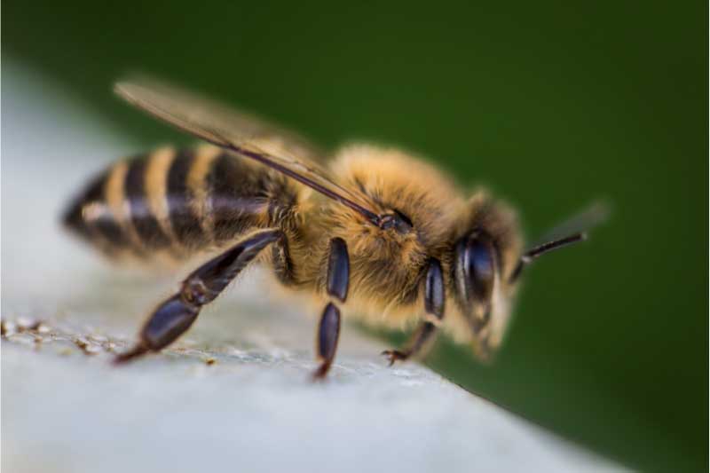 pčelinji otrov za lice
